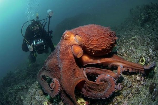 Кракен зеркала мониторинг